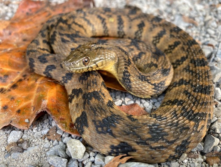 Diamondback Water Snake